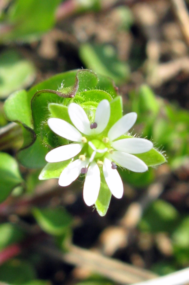 White common chickweed flower.  The flowers are small and consist of 5 sepals and 5 white petals. 